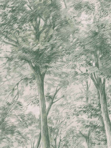 Boråstapeter - Sketch of Trees