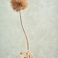 Casadeco - Masaya Vert D'Eau So Color 5