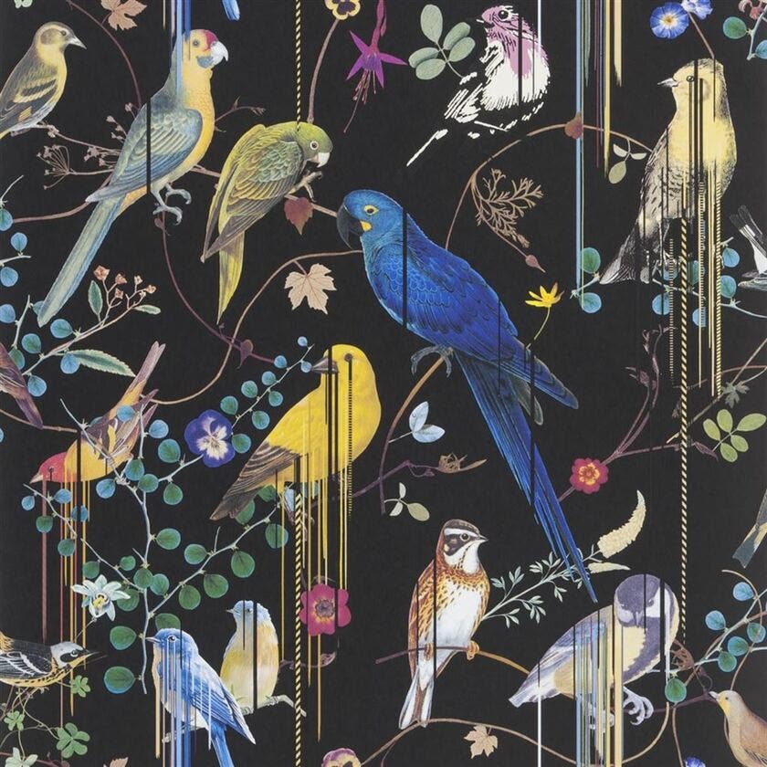 Birds Sinfonia Histoires Naturelles