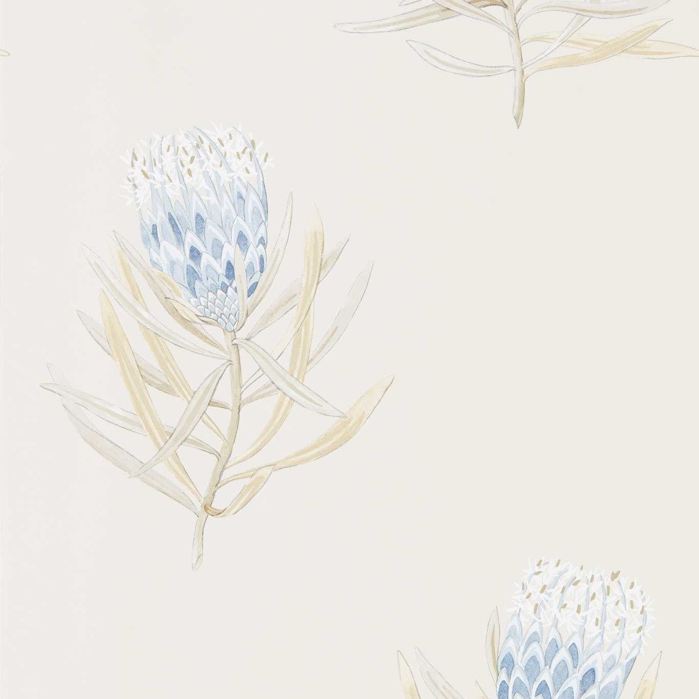 Sanderson - Protea Flower China Blue/Canvas