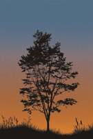 Trees Trees