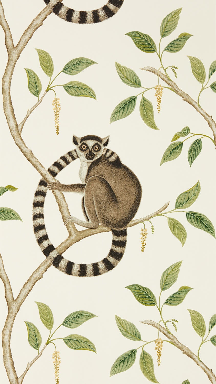 Sanderson - Ringtailed Lemur Ringtail Glasshouse Wallpapers