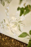 Chestnut Tree Seaspray/Pe Country Woodland Wallcove