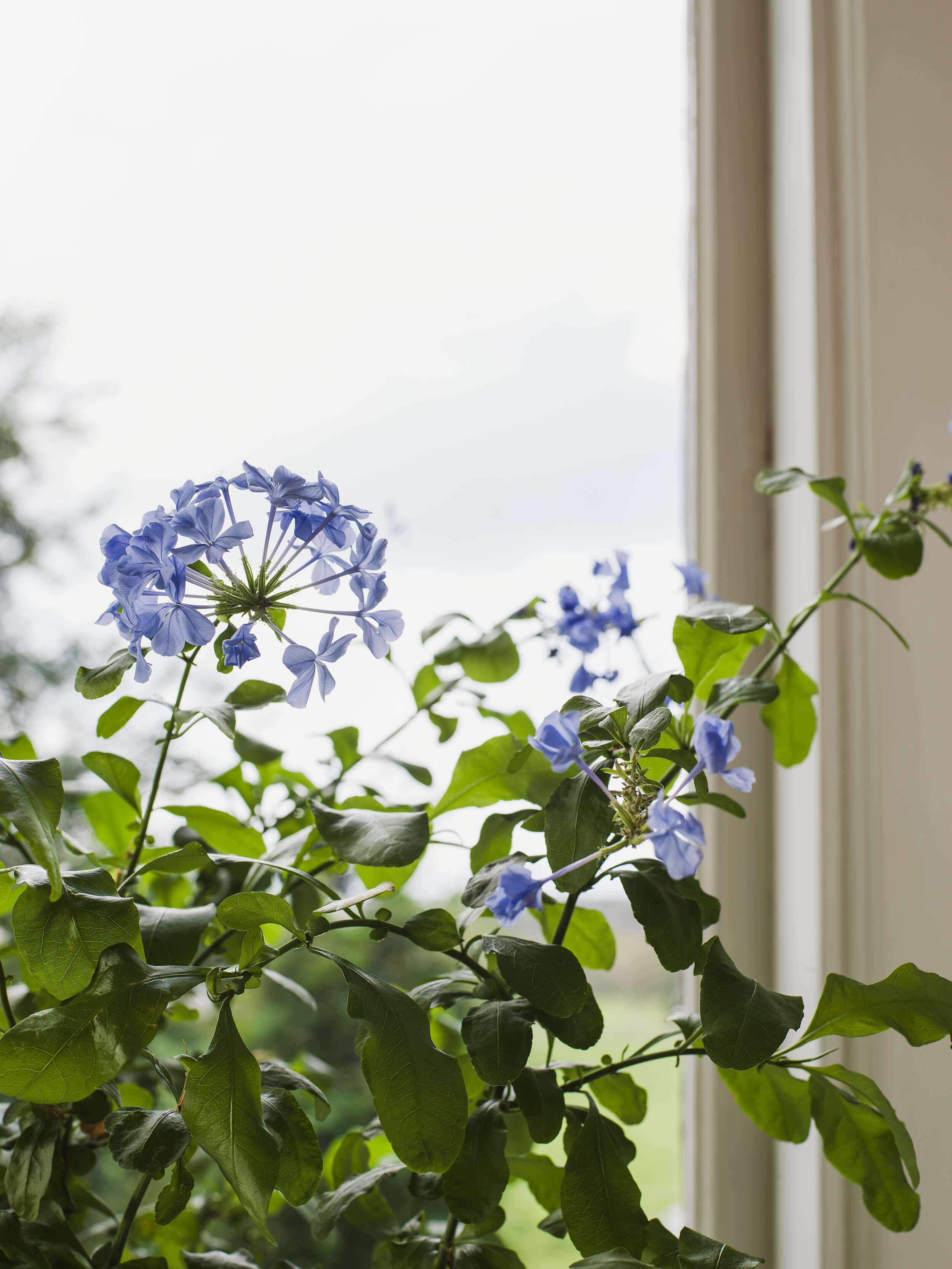 Boråstapeter - Myrten