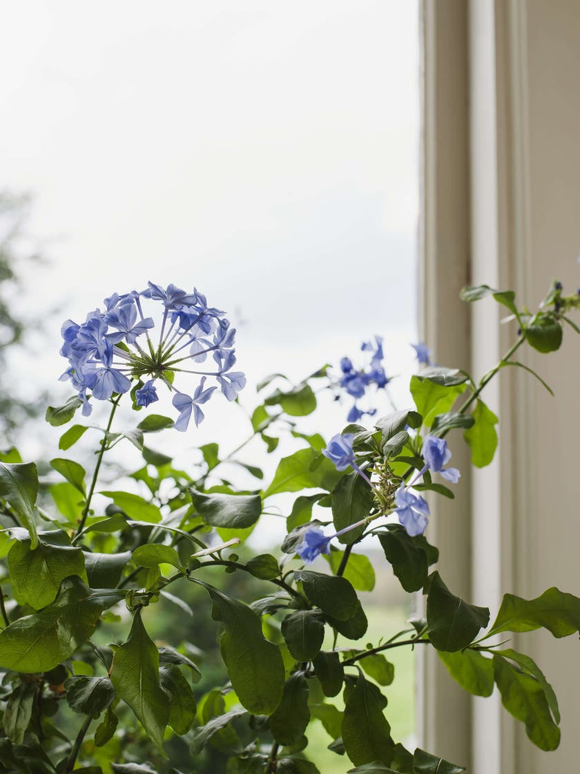 Boråstapeter - Myrten