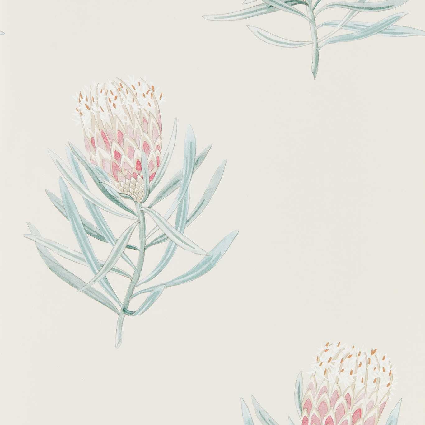 Sanderson - Protea Flower Porcelain/Blush