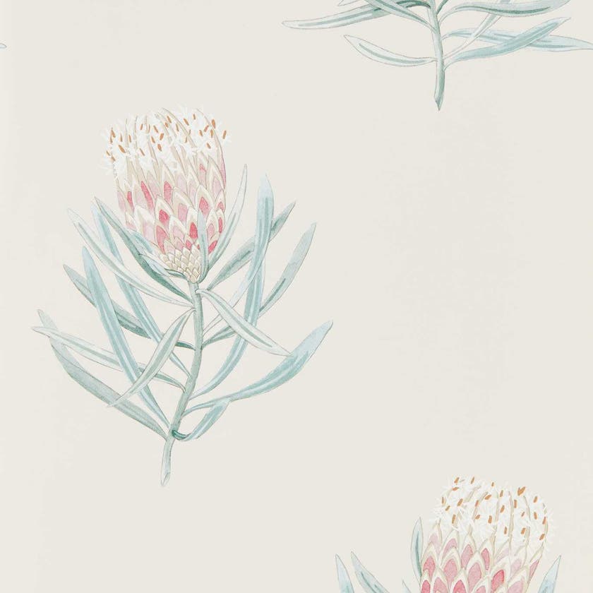 Sanderson - Protea Flower Porcelain/Blush