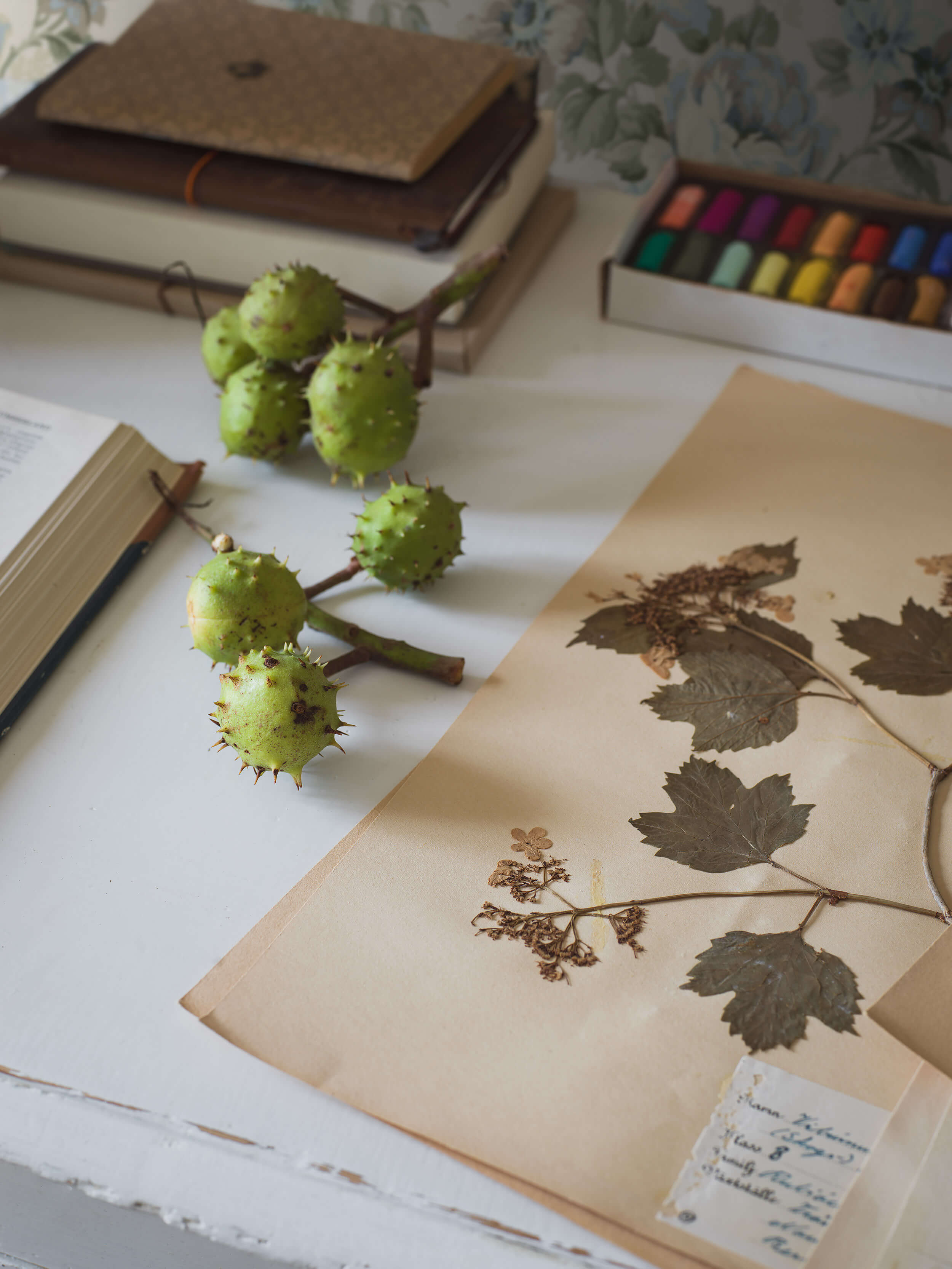 Boråstapeter - Hortensia