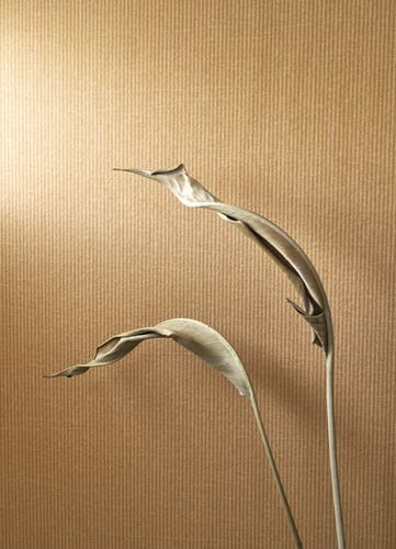 Casadeco - Papier Kraft Caramel Papercraft