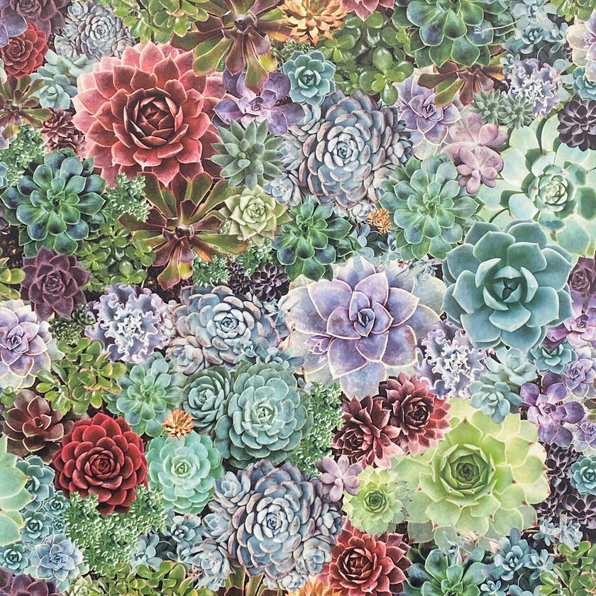 Succulent Living Wall Multi