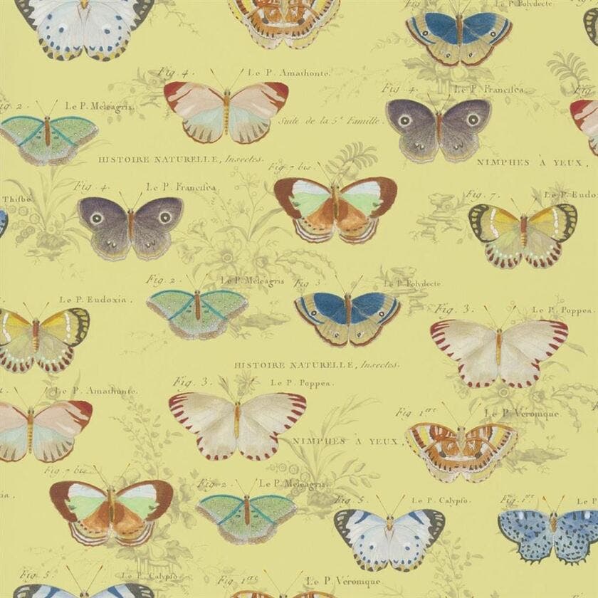 Butterfly Studies Picture Book Wallpapers I