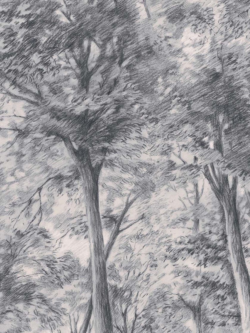 Boråstapeter - Sketch of Trees