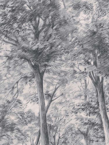Boråstapeter - Sketch of Trees