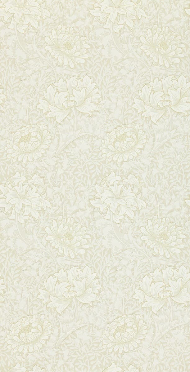 Chrysanthemum Chalk Morris 160th Anniversary