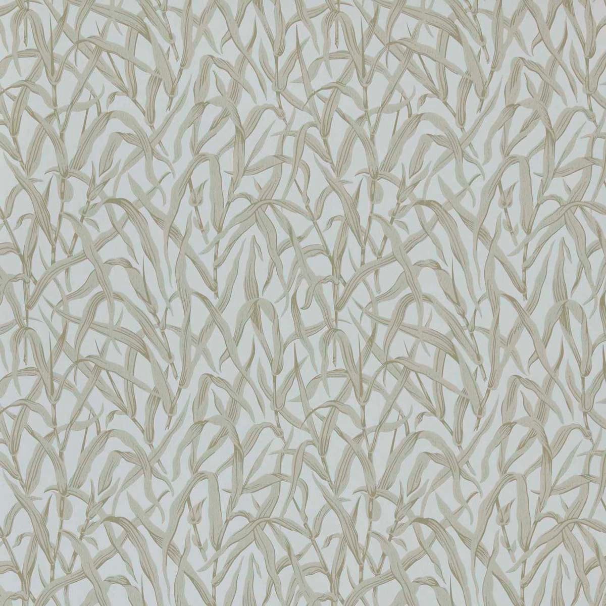 Carma - Ornamental Grasses