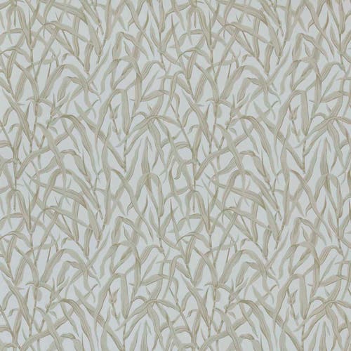 Carma - Ornamental Grasses