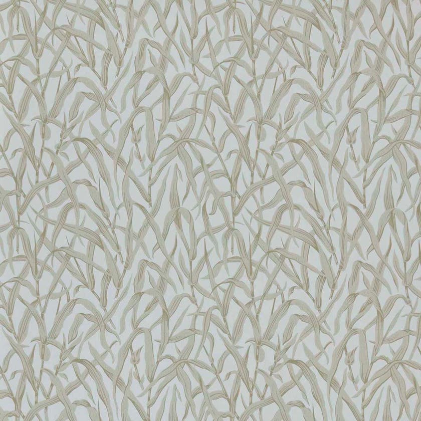 Carma - Ornamental Grasses