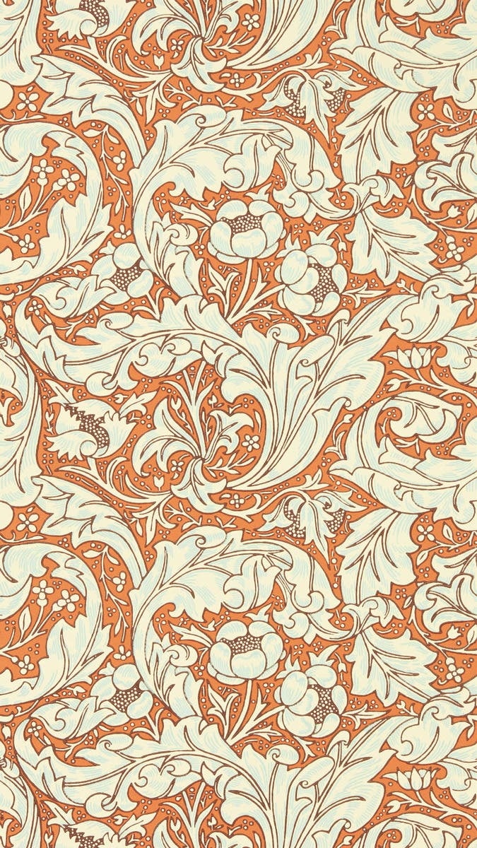 Bachelors Button Burnt Or Cornubia Wallpapers