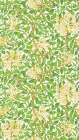 Honeysuckle Cream/Chocola Cornubia Wallpapers