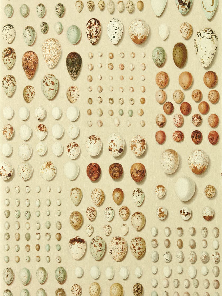 Sanderson - Oology Portal Silkie Sanderson x Giles Deacon