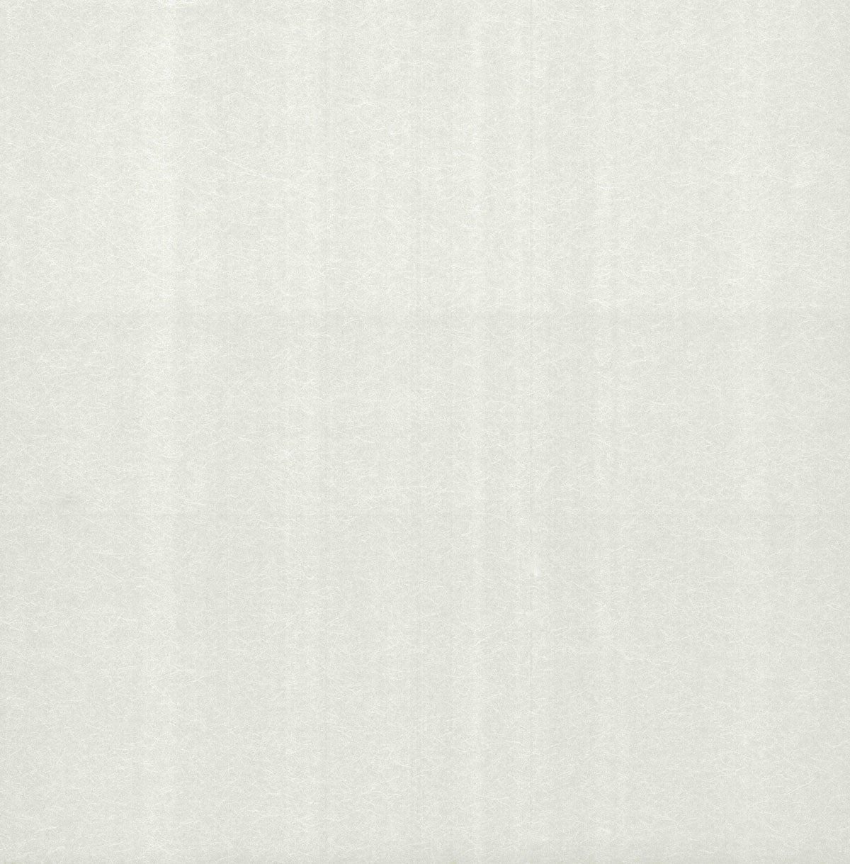 Carma - Carla NW Camellia