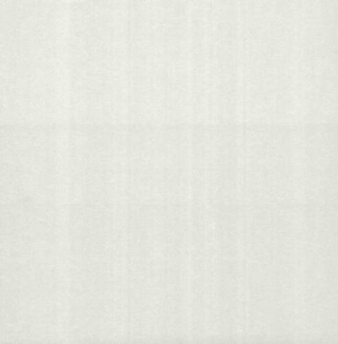 Carma - Carla NW Camellia