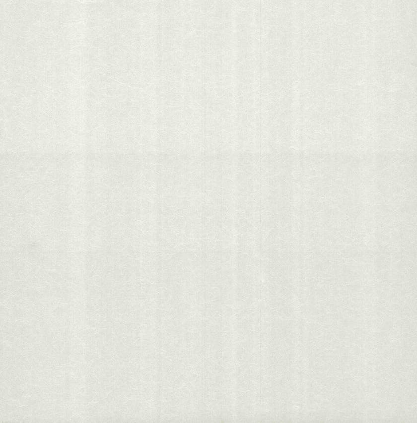 Carma - Carla NW Camellia