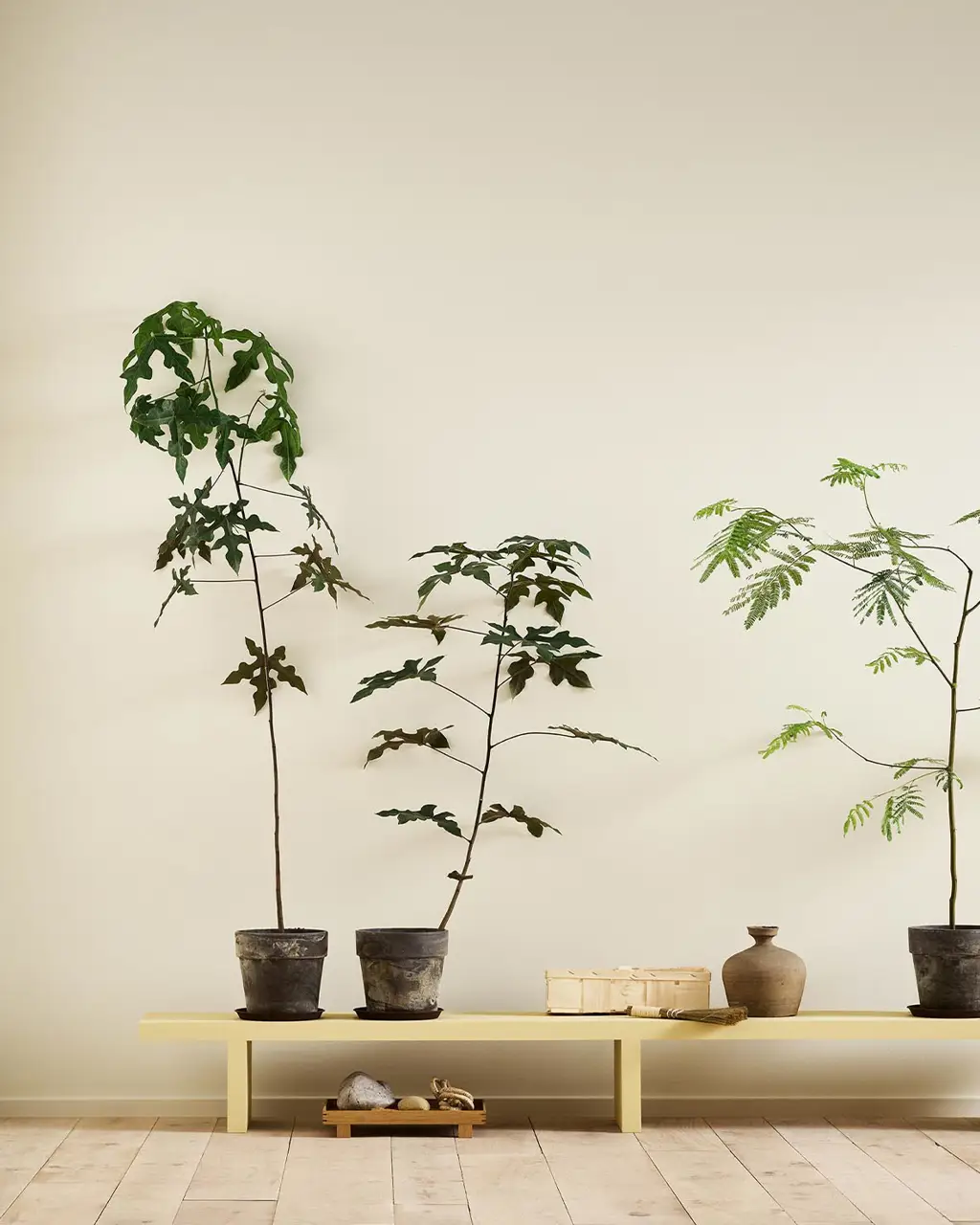 Ginger Tea 1965 - Jotun Lady Pure Color