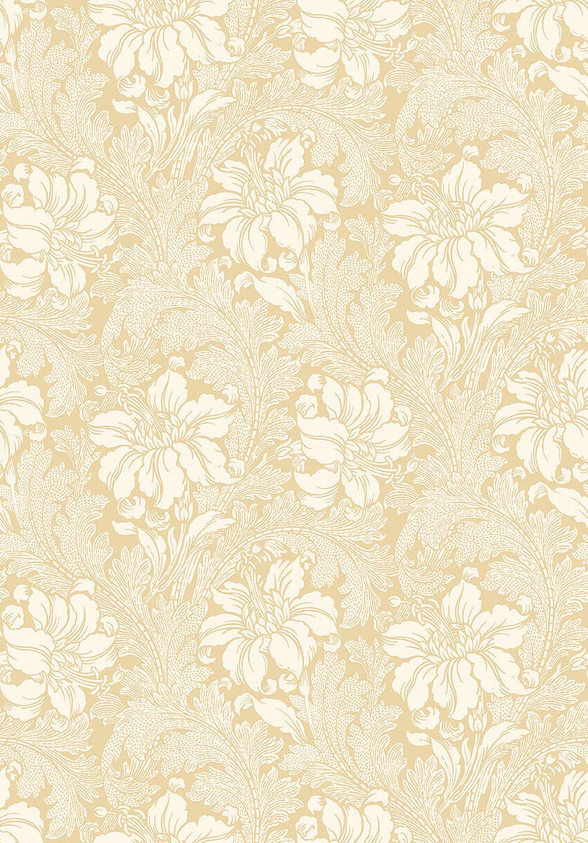 Acanthus - Vårt Arkiv