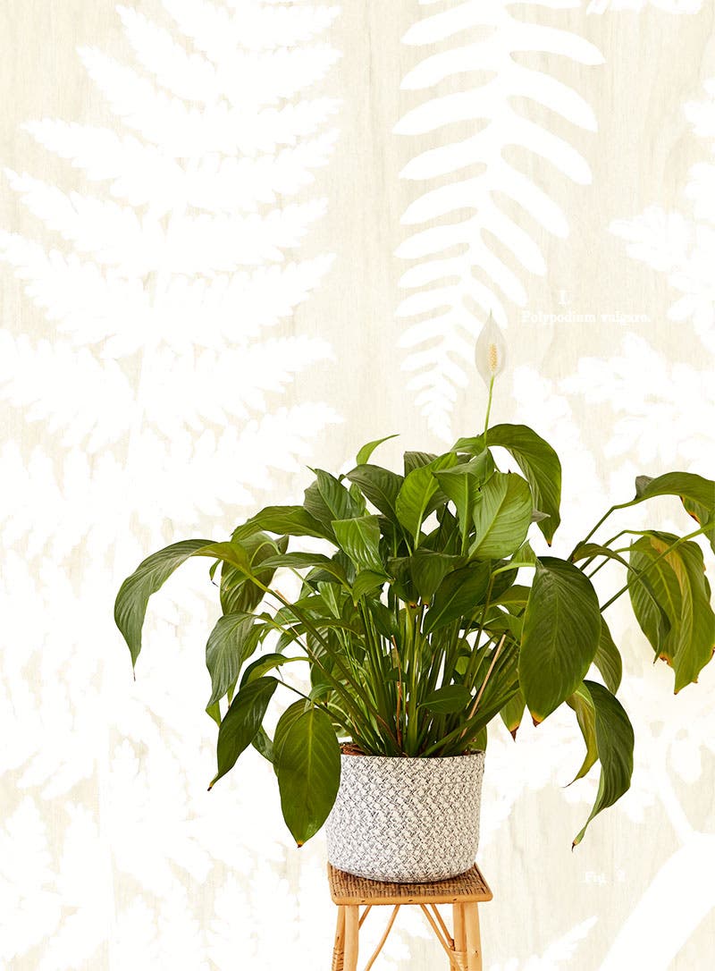 Eijffinger Intrade - Geonature