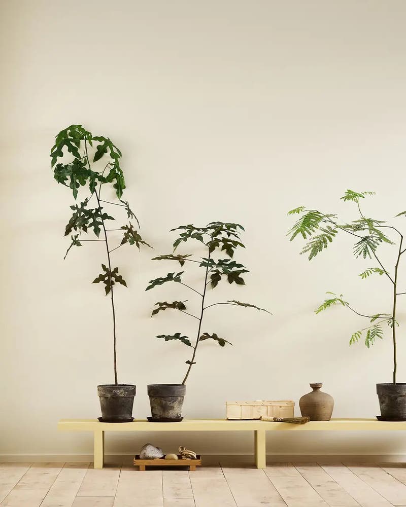 Själ 1625 - Jotun Lady Pure Color