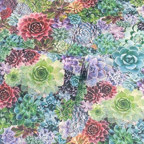 Succulent Living Wall Multi