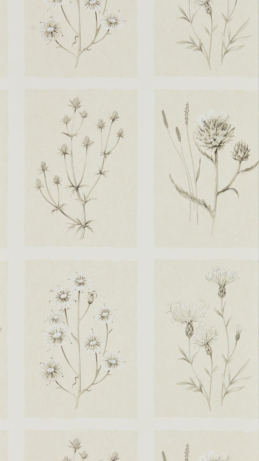 Sanderson - Little Thistles Ecru Embleton Bay Wallpapers