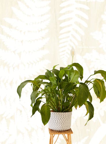 Eijffinger Intrade - Geonature