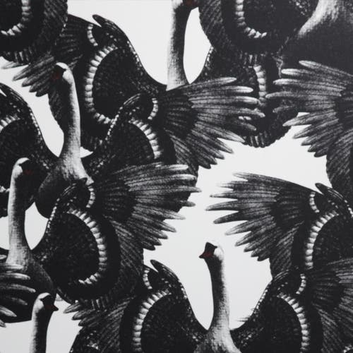 Swan Lake White LB1176