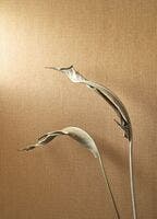 Casadeco - Papier Kraft Caramel Papercraft