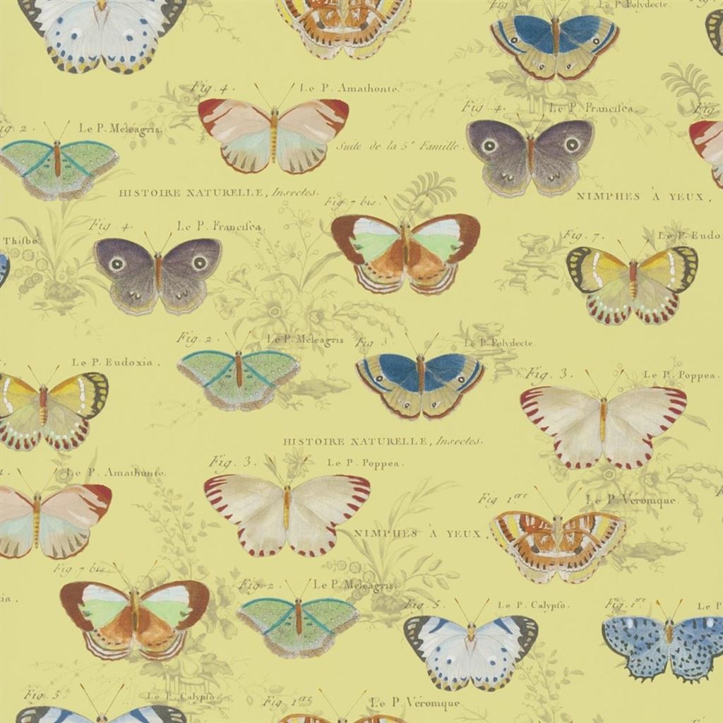 Butterfly Studies Picture Book Wallpapers I