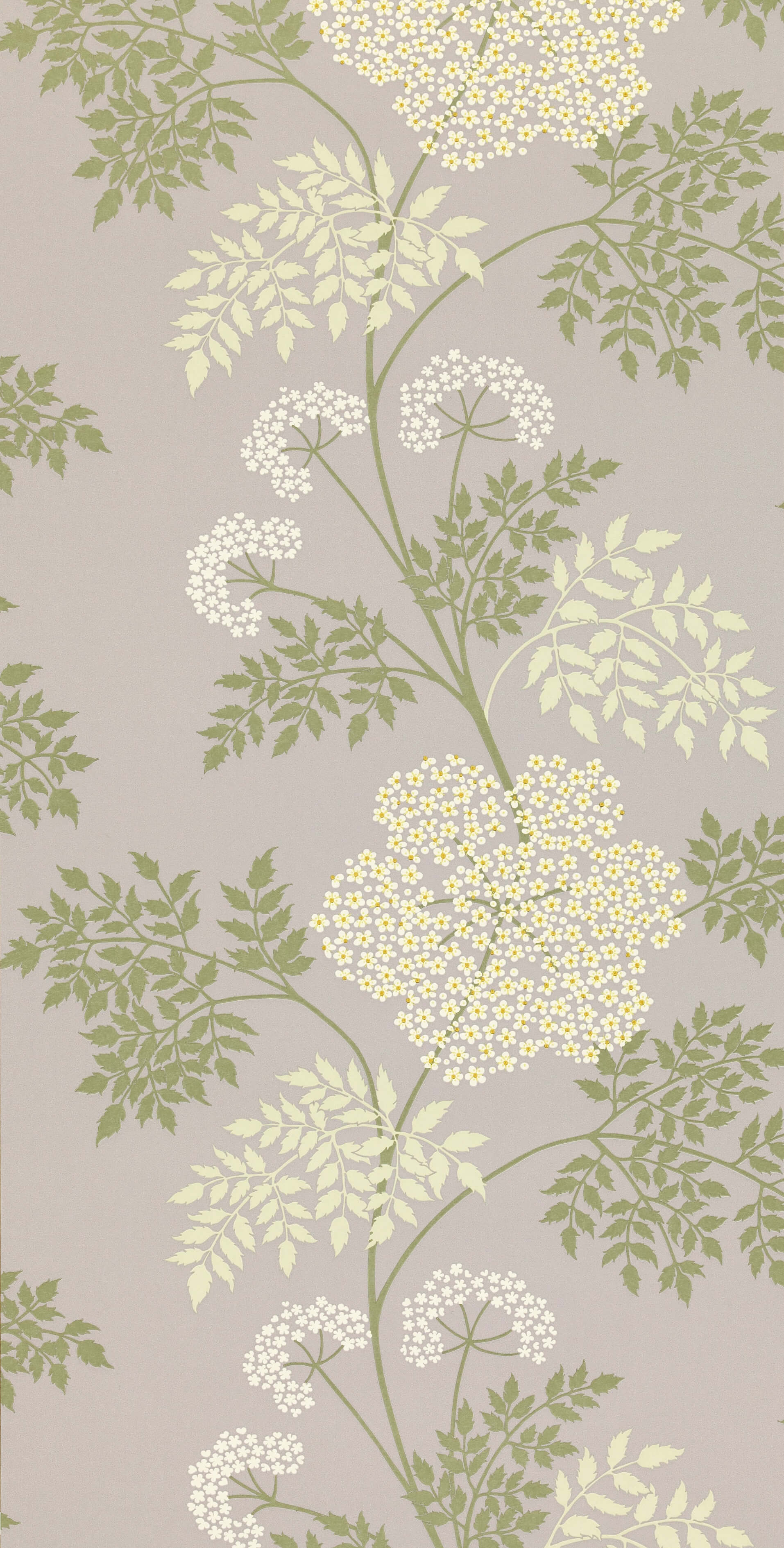 Sanderson - Cowparsley Amethyst Sanderson One Sixty Wallp