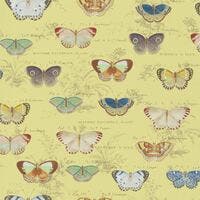 Butterfly Studies Picture Book Wallpapers I