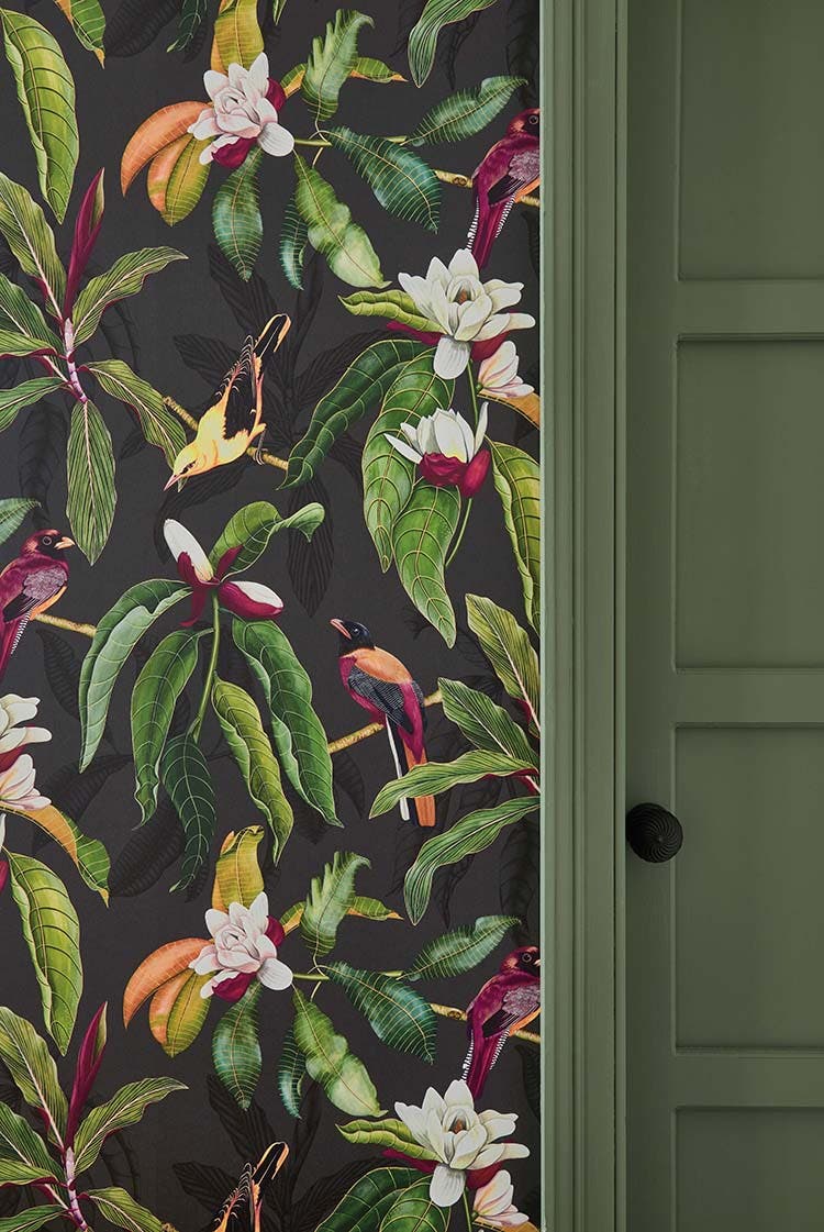 Michelia Empyrea Michelia Charocal